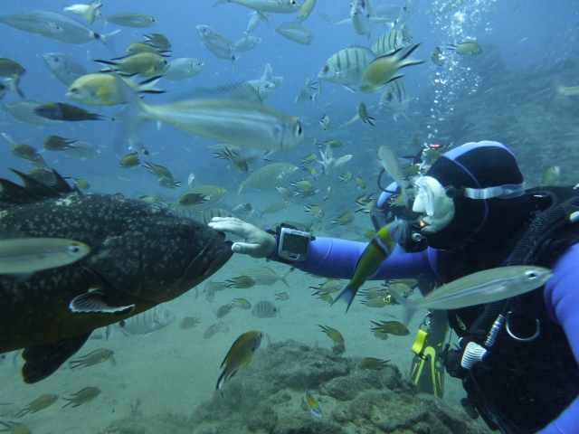  The grouper Felix 